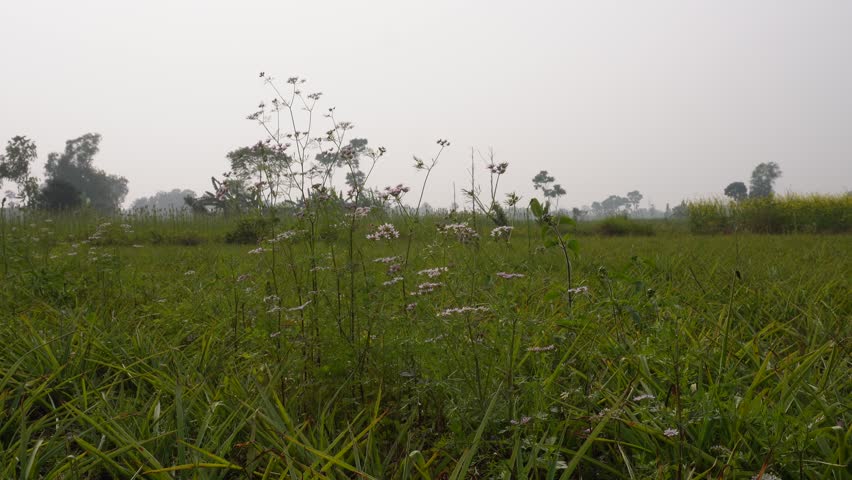 Wildflower meadow with scattered trees under hazy sky	