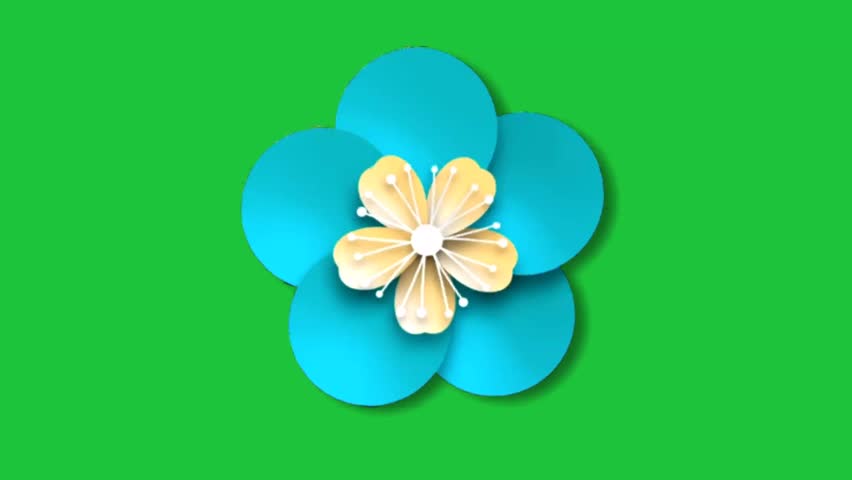 blue flower blossom with soft petals and yellow center isolated on green screen animation background