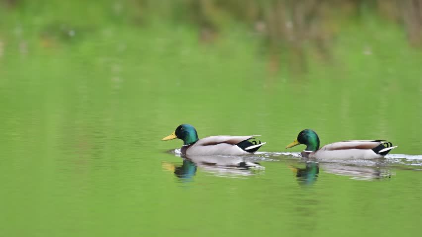 Two mallard ducks swimming on green lake water, following each other, natural wildlife behavior, 4K 60fps