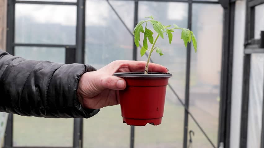 Gardener Holding Tomato Plant Seedling for Early Stage Cultivation