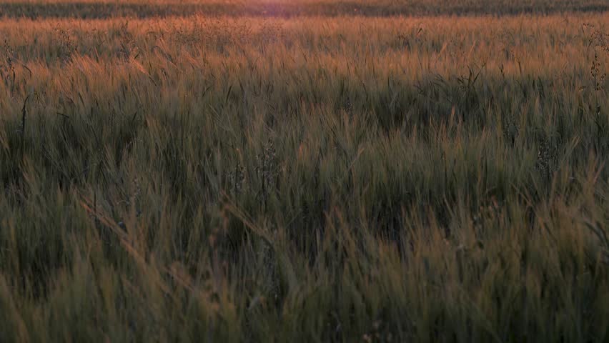 Golden sun setting behind distant forest, casting a warm glow over field of green wheat gently swaying in the summer breeze on evening. Summer rural scene in cereal field at sunset