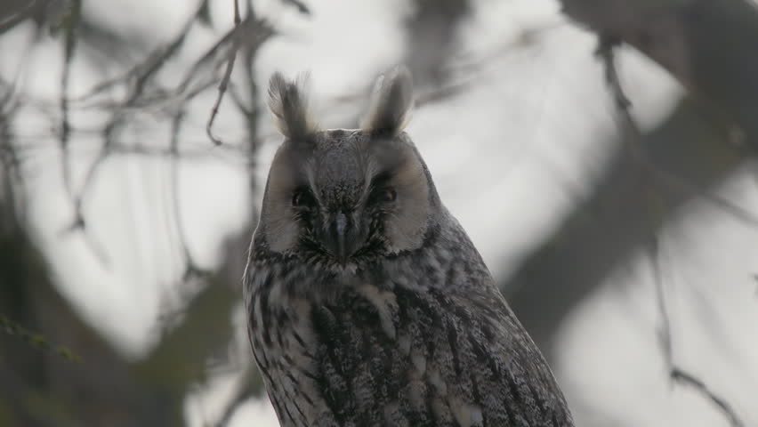Long-eared owl perched on tree branch. Long-eared owl sitting in early spring forest. Close up of long-eared owl head with orange eyes and ears tufts blinking among mossy branches in nature background