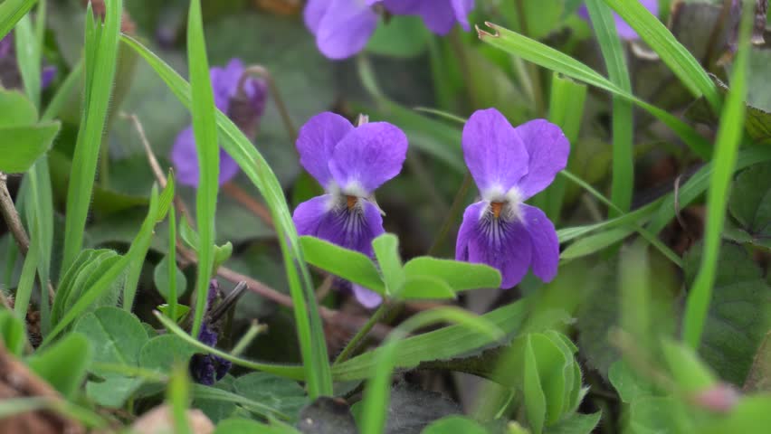 Violet flowers in spring orchard. Breathtaking nature scenery.