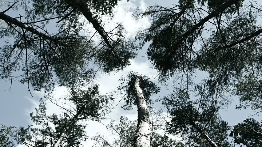 Spring forest, spring wind, strong wind, tree crowns in the wind, sky, pine trees (Pinus), black and white