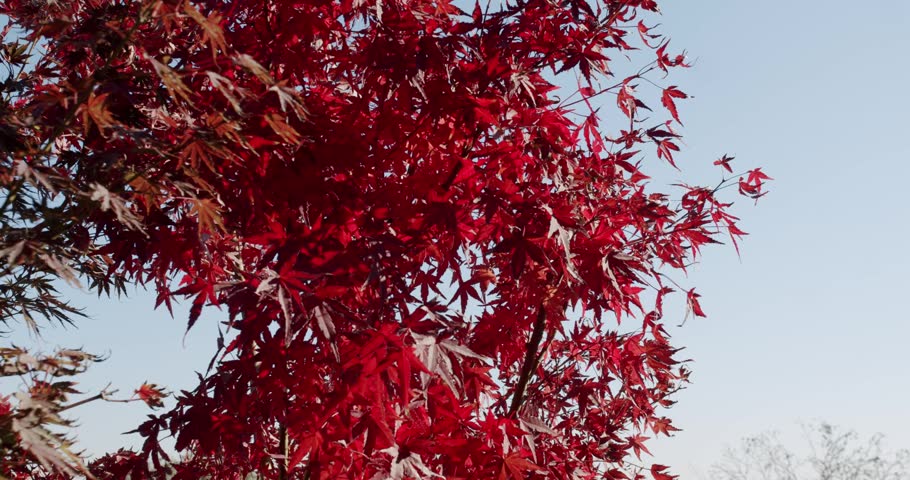 Red maple leaves against a blue sky gently sway in a light breeze. Vibrant color of fall foliage. Japanese Maple tree blowing in the wind. Autumn nature background. Beautiful autumn day