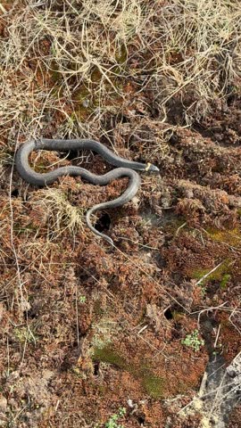 Terrestrial common grass snake, Natrix natrix, camouflaging on the ground, blending with dry moss