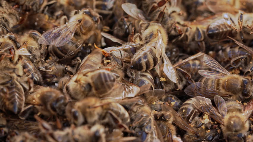 Dead Bees on Ground in Winter, Cold Weather Impact on Pollinators, Seasonal Loss