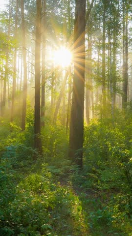 Vertical footage of a golden sunrise in the forest, sun rays breaking through tall pine trees. Sunbeams streaming through the branches in a green forest, vertical composition of a misty morning