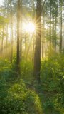 Vertical footage of a golden sunrise in the forest, sun rays breaking through tall pine trees. Sunbeams streaming through the branches in a green forest, vertical composition of a misty morning - Powered by Shutterstock - Get 15% off with code: PIKWIZARD15