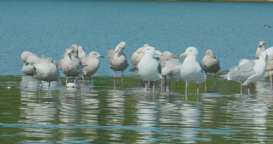 Flock of seagulls in shallow water with diving duck in foreground