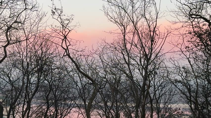 Bare trees, dusk sky and flying birds.