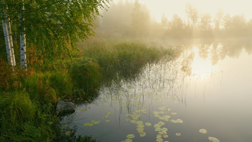 Serene foggy morning by a lake in Finland, golden sun rays shining through the mist over the water. Enchanting autumn morning in Finland with misty lake and reeds, scandinavian wilderness