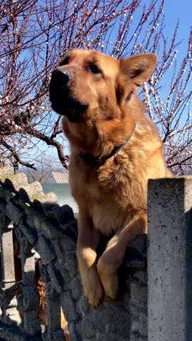 Portrait of an aggressive purebred German Shepherd. Shepherd barking through a concrete fence.