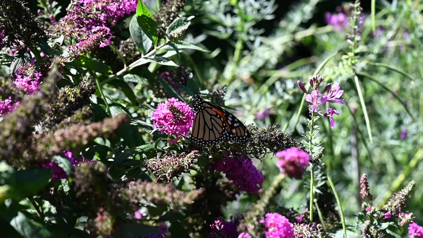 A Monarch Butterfly visiting a pink Butterfly Bush flower an taking nectar from it on a warm sunny summer day.