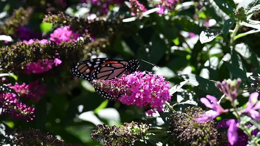 A Monarch Butterfly visiting a pink Butterfly Bush flower an taking nectar from it from a shaded spot on the plant on a warm sunny summer day.