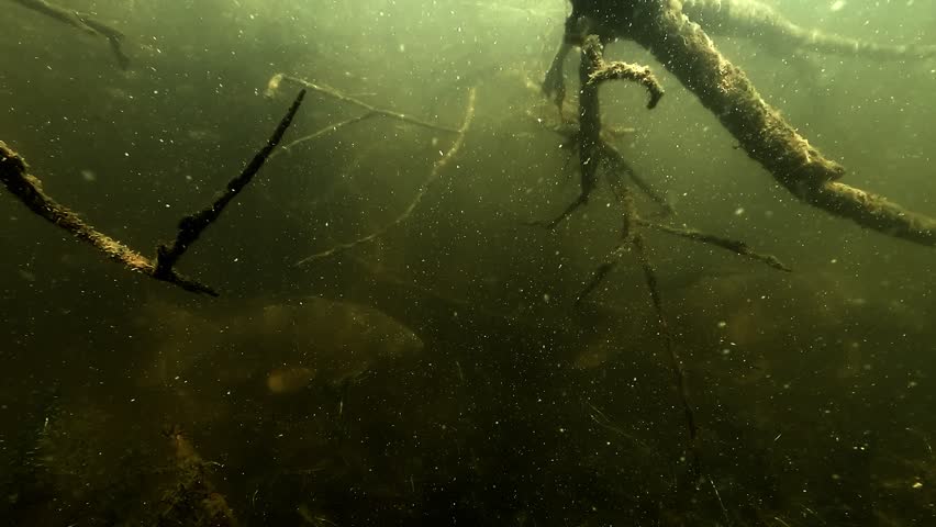 Three clips show common carp Cyprinus carpio moving slowly beneath branches in dark water, through a shadowy area filled with suspended particles and submerged structure.