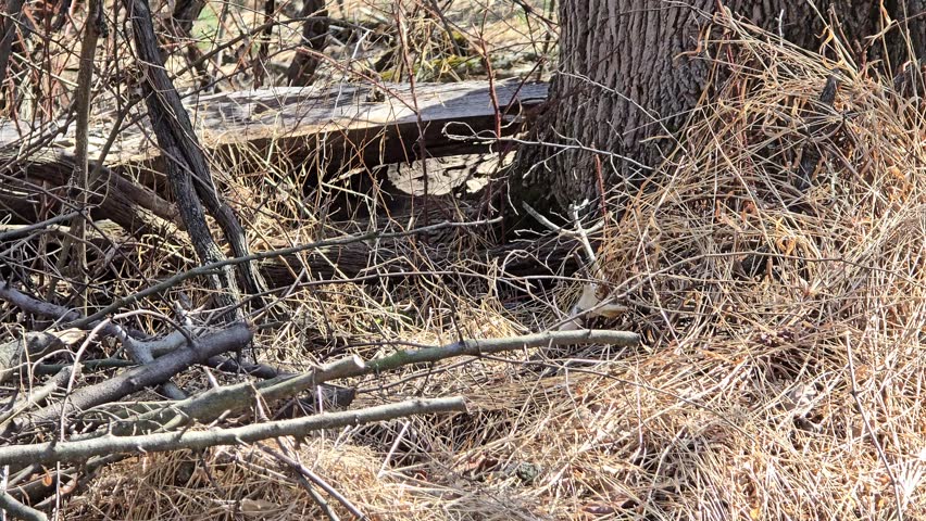 Small Sparrow Brown Woodland Bird in the Brush Woods Tiny Forrest Animal Vesper Sparrow, Eastern Sparrow, Lark Sparrow, Song Bird, Aviary Species in the Wild Flight and Perched on a Log in a Thicket