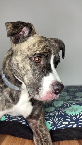 Brindle and white dog shaking its head while lying on its dog bed
