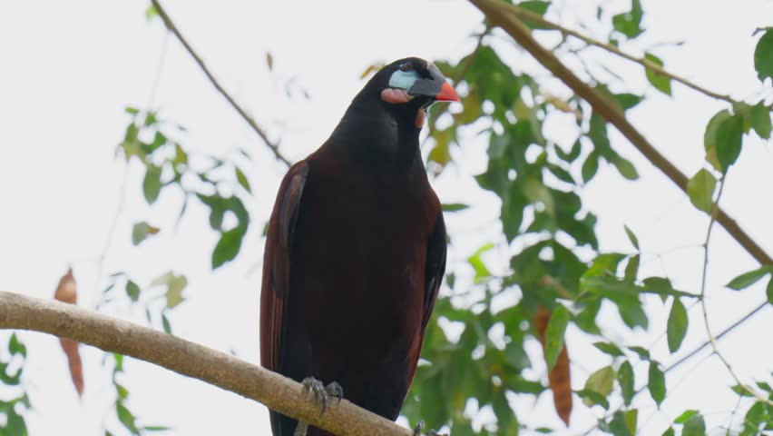 Close-up of a montezuma oropendola perching on a tree branch, looking around its natural habitat in the tropical rainforest of costa rica, showing its dark plumage and colorful head