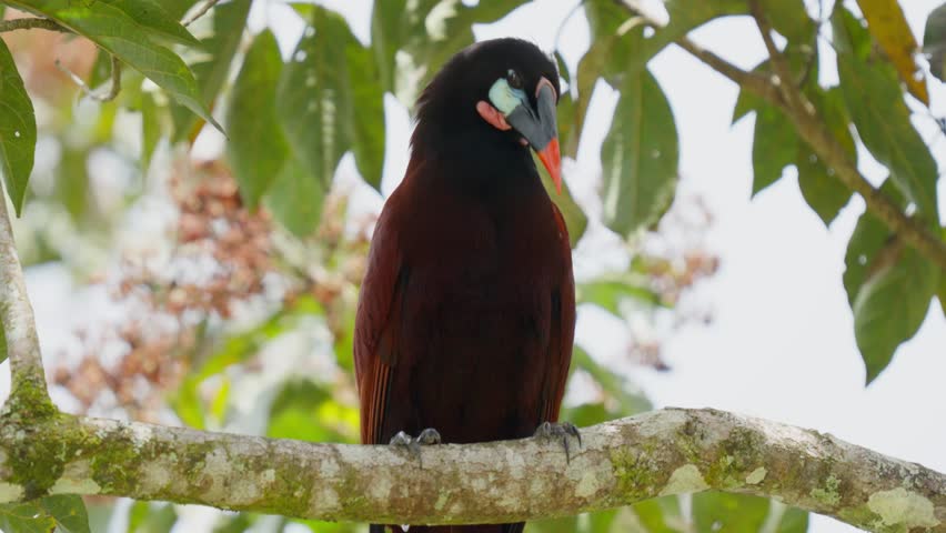 Beautiful montezuma oropendola preening its plumage while perching on a tree branch in a lush costa rican forest, showcasing its vibrant beak and distinctive chestnut-colored body