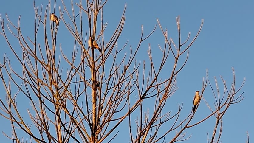 Small Birds Perching and Flying from Dry Tree Branches in Blue Sky