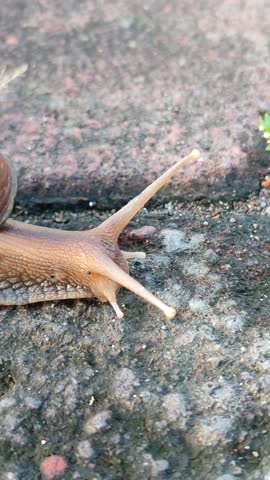 Snail crawling on paving surface, showing slow movement and natural animal behavior with textured ground background.