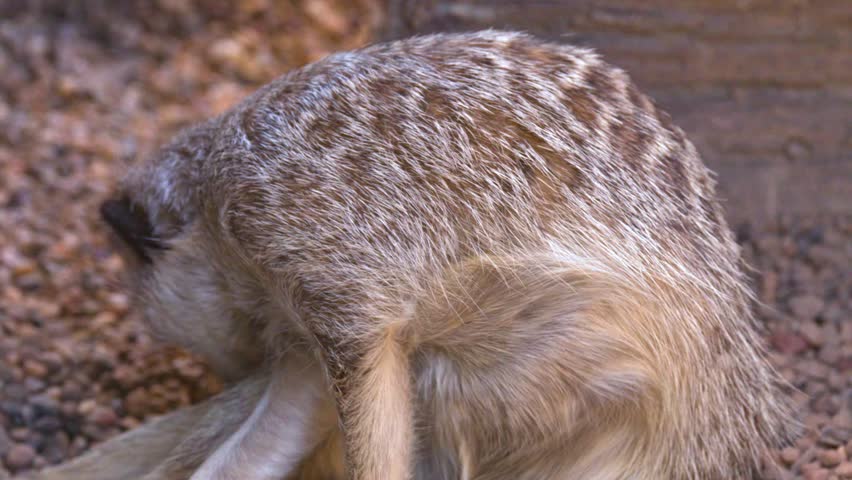 A meerkat sits on gravel, meticulously grooming its fur in a close-up profile view