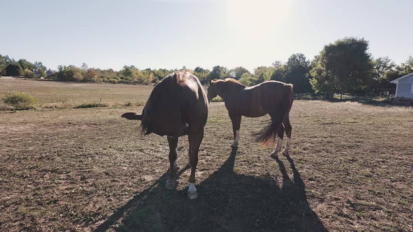 Aerial and ground view of thoroughbred horses grazing on a lush green meadow with flowers near Halifax, Nova Scotia, Canada. Sunny summer day at a professional horse breeding farm 4K.