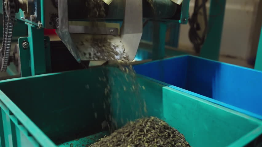 Processed Dried Tea Leaves Pouring From Metal Chute Into Large Industrial Bin. Tea Manufacturing In Sri Lanka. close-up shot