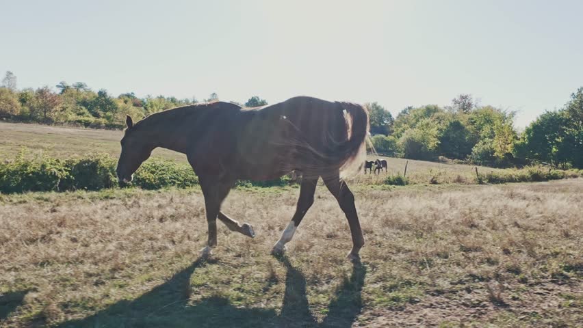 Wide cinematic shot: group of purebred horses peacefully grazing on a lush flowering field at a farm near Halifax, Nova Scotia, Canada. Sunny summer day, idyllic countryside atmosphere 4K.
