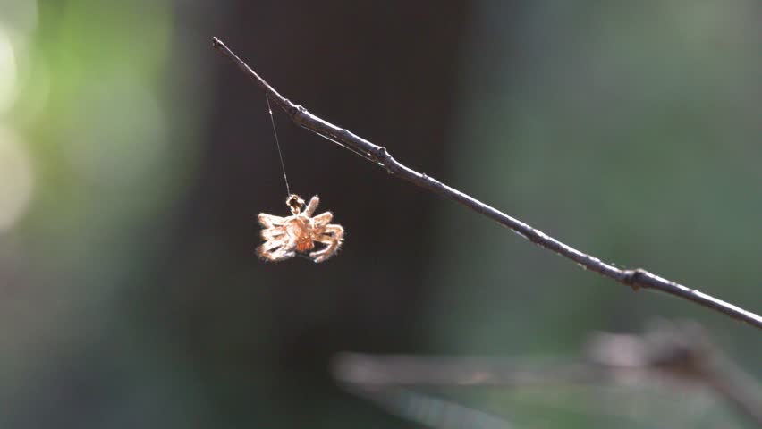 Macro shot of a spider dangling from silk against a soft bokeh forest background