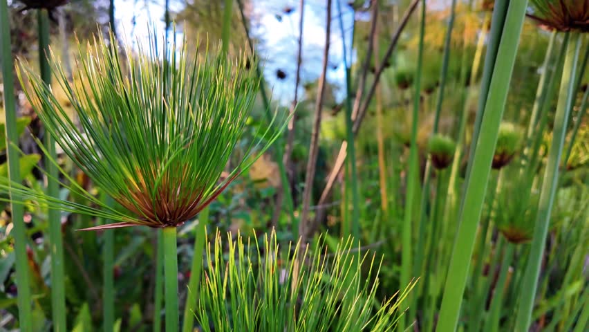 Zoom-out over dense papyrus plants in a wetland, lush vegetation in Venezuela