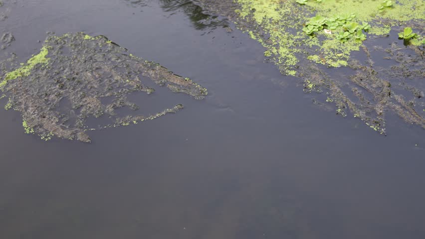 Calm water surface with green algae and muddy shoreline at the edge of a serene lake surrounded by natural scenery