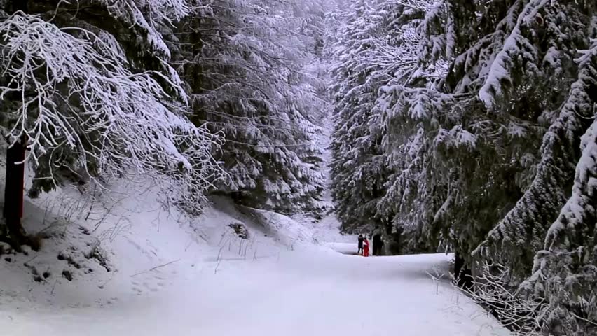 winter season landscape forest tree natural view 4k HD