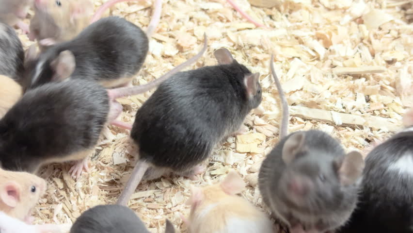 Large group of baby mice running around in cage 4k