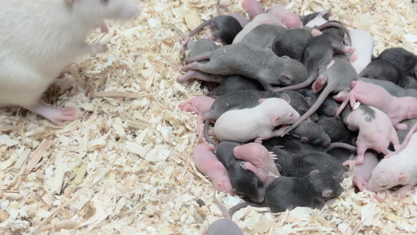 Large pile of baby pinky rats 4k