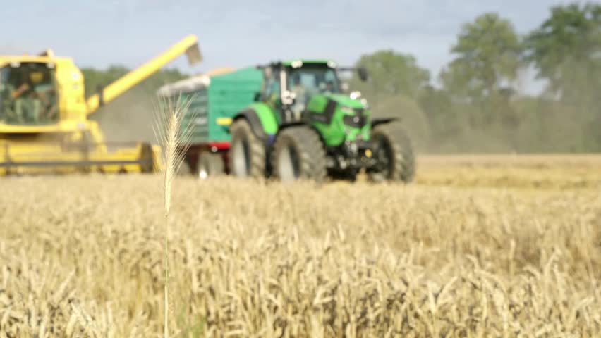 Farm machinery gathers ripe grain in expansive golden field. A powerful green tractor works efficiently alongside a combine harvester, showcasing agricultural productivity.