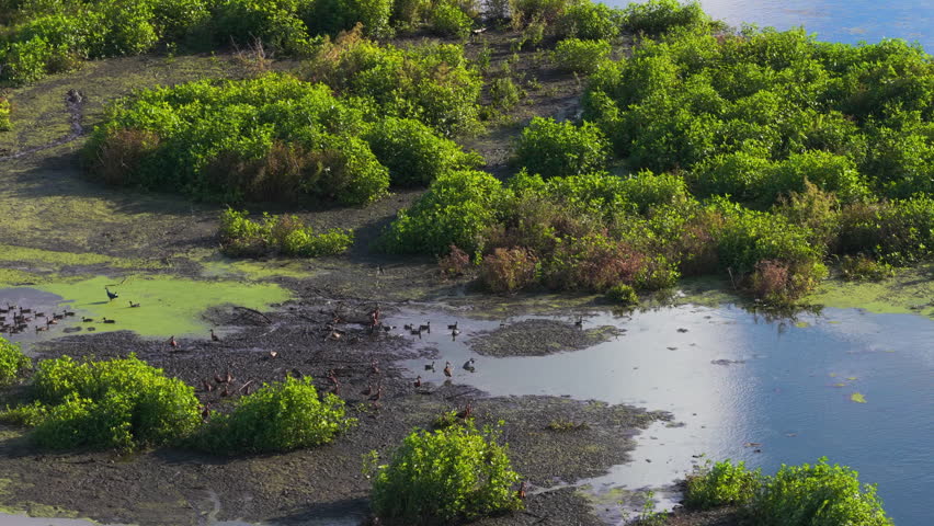 Wading heron and marsh birds gathered on muddy marsh island surrounded by shallow water at Emeralda Marsh Florida