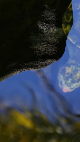 A freshwater turtle swims gracefully through a sunlit pond filled with green aquatic plants