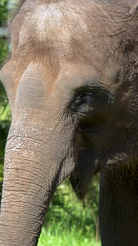 Close up shot of an Asian elephant