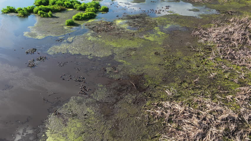 Aerial orbit tilting up along wetland pools and muddy marsh with scattered wading birds, Emeralda Marsh Florida