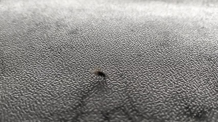 Macro shot of a small Phorid fly (scuttle fly) crawling on a grey textured surface. Tiny insect movement on a patterned background.
