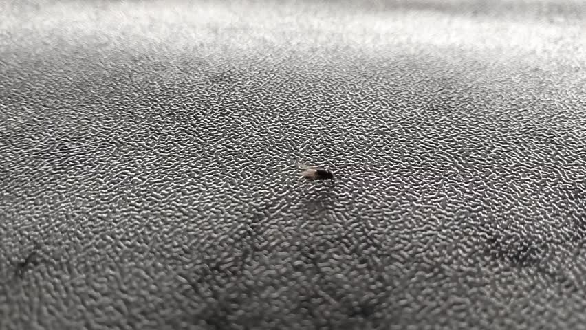 Macro shot of a small Phorid fly (scuttle fly) crawling on a grey textured surface. Tiny insect movement on a patterned background.