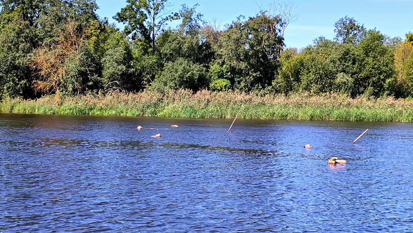 Birds swim on calm river near dense trees and reeds in natural landscape