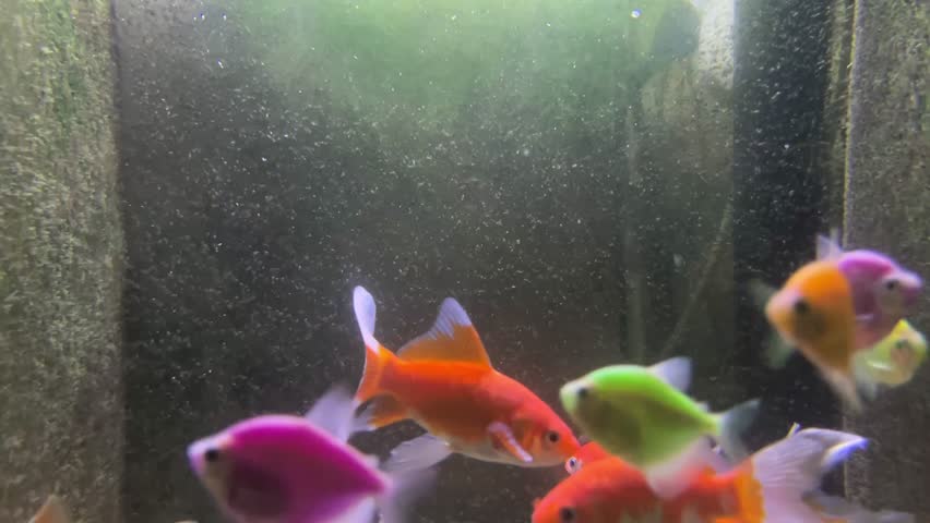 Aquarium with small colorful fish in shades of yellow, orange, pink, red, and white swimming near the bottom. Greenish hue from lighting and algae adds texture to the tank walls, while bubbles and motion highlight the vivid diversity of aquatic life in a confined environment.
