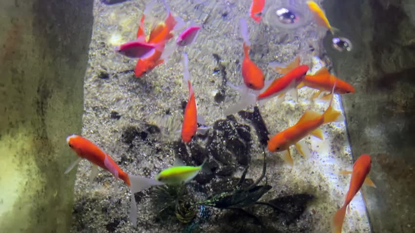 Aquarium with diverse colorful fish swimming above sandy substrate with gravel and aquatic plants. Bright orange, red, yellow, and purple fish move in clear water, highlighting vivid motion, natural beauty, and the variety of aquatic life in a casual tank setting.