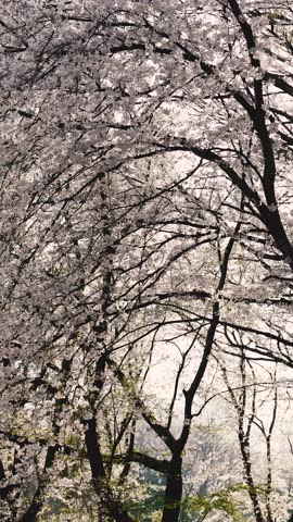 Vertical close-up of white blossoms on a tree branch swaying in the breeze.