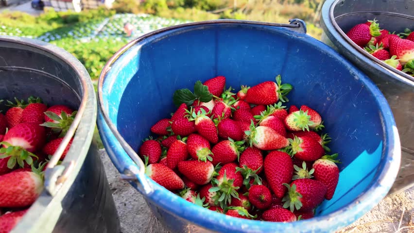Tracking shot of freshly harvested strawberries in a sunlit field with farmers working on the background