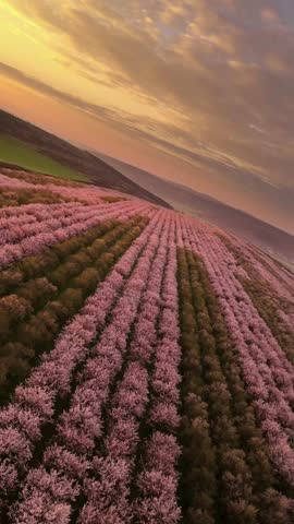 Vertical Drone Descent with Camera Rotation Over Blooming Almond Orchard at Sunrise