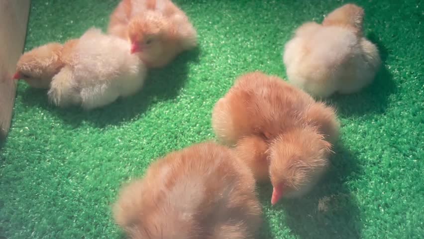 Cute Baby Chicks Interacting Pecking and Settling Down Adorable Animal Behavior Scene
